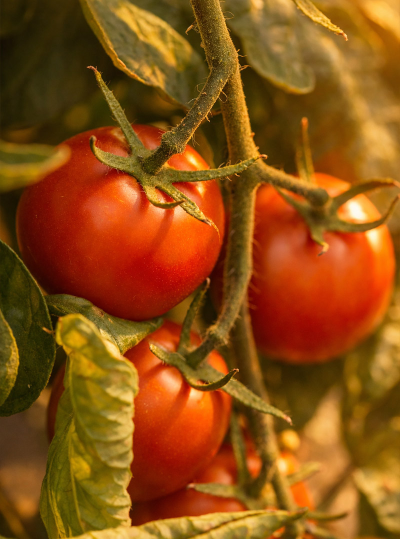 pomodori trattati con prodotti aura widdar