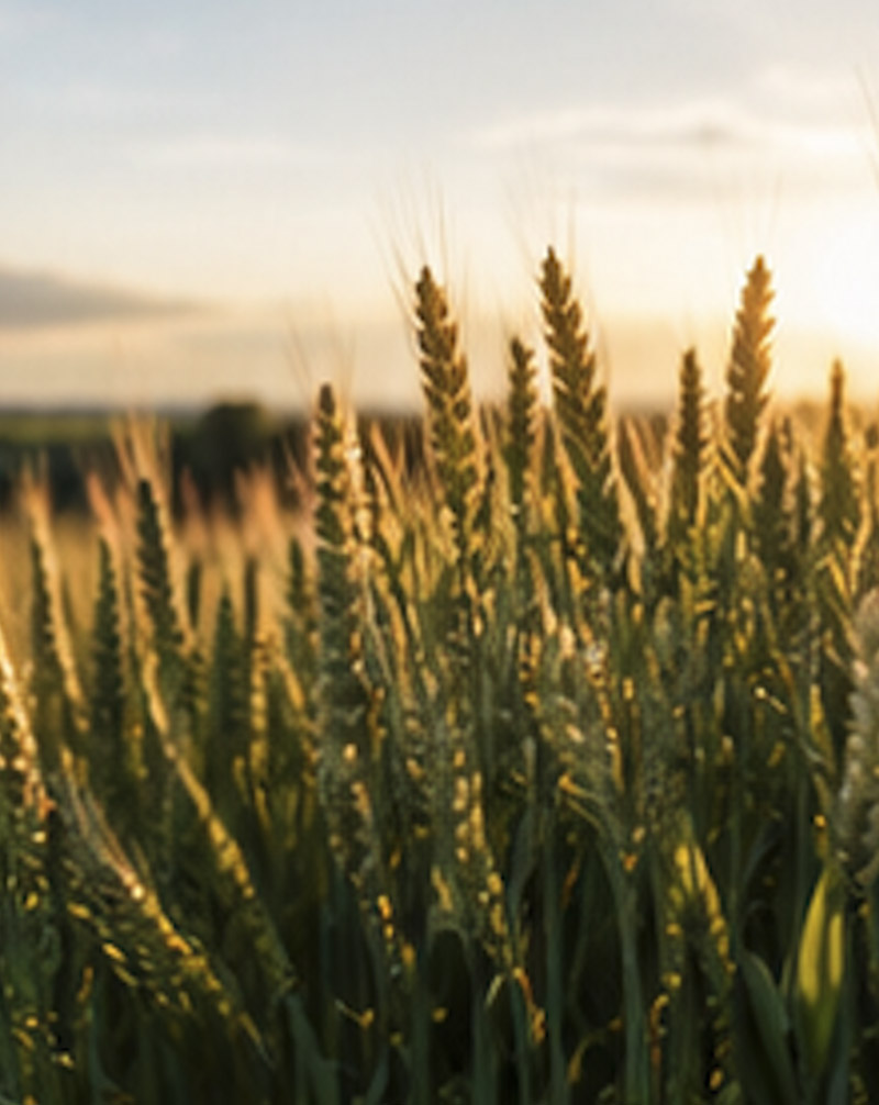campo di grano agricoltura